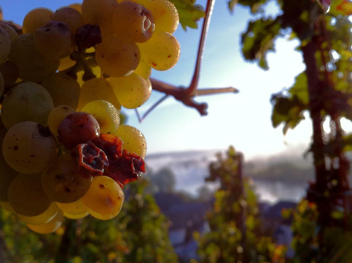 Gaestehaus Weingut Meierer Kesten Екстериор снимка